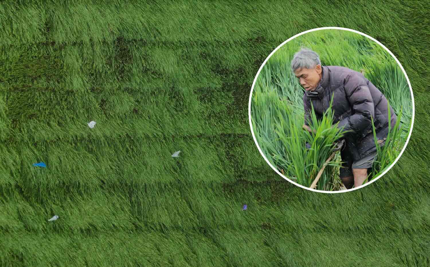 Mas de 1.300 hectareas de trigo en Hue fueron arrasadas por fuertes lluvias y vientos.