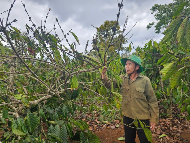 La escasez de agua de la sequia afecta las plantas de la gente de Dak Nong. Foto: Thanh Quynh