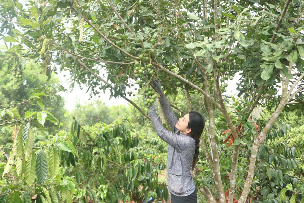 La gente aumenta los ingresos gracias a la sopa de cafe interconectada con arboles de macadamia y frutas que son favorecidas por el mercado. Foto: Thanh Tuan