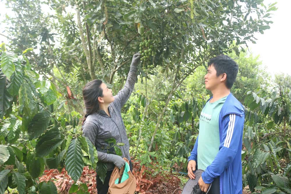Cay mac ca dang mang lai gia tri kinh te cho nguoi dan o Kon Tum. Anh: Thanh Tuan