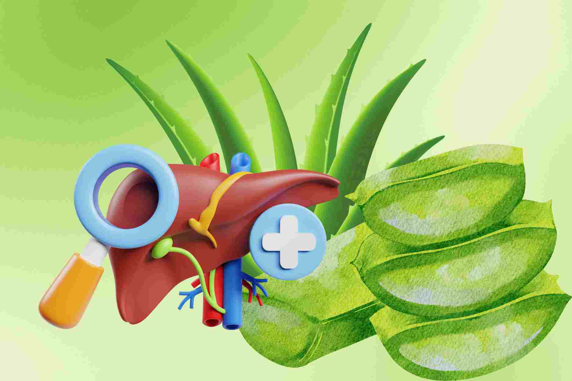 Consejos para procesar el aloe vera correctamente para desintoxicar el higado efectivamente. Grafico: Dinh Dinh