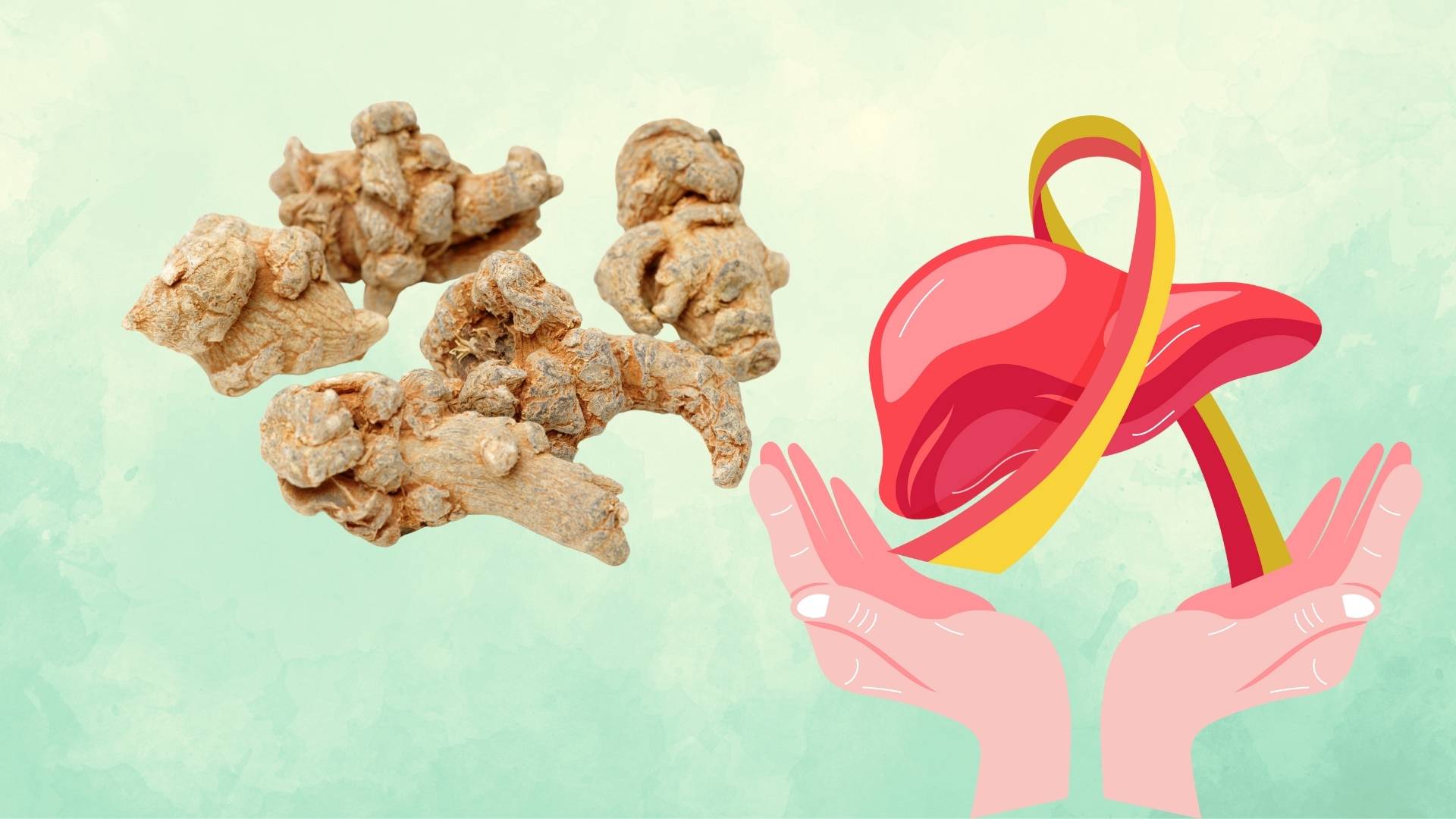 Efectos de la planta triangular en la recuperacion de lesiones hepaticas