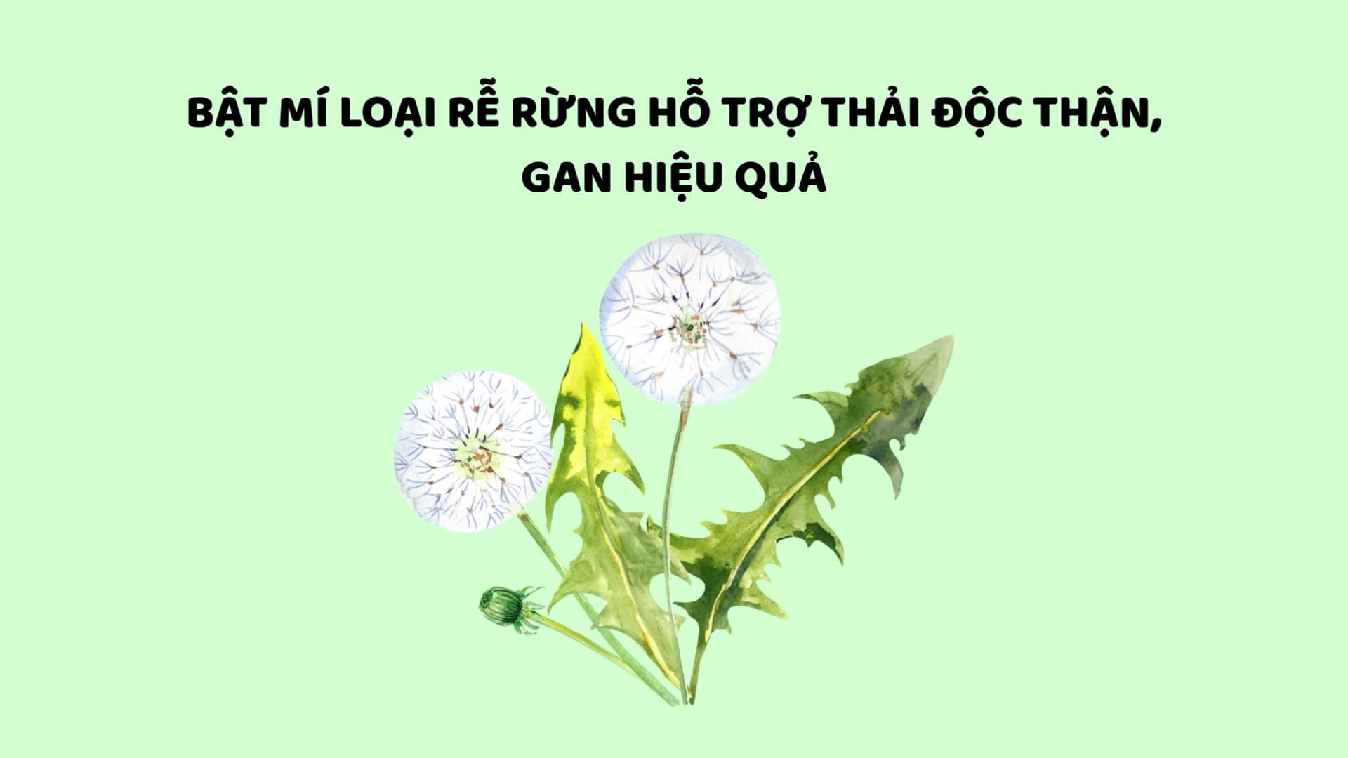 Revelando raices forestales para ayudar a desintoxicar el higado y el riñon de manera efectiva. Graficos: Huyen Trang