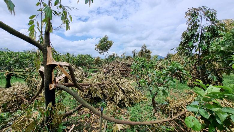 Durian garden was broken, pouring after hail with tornadoes. Photo: Lam Hong