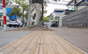 Lối đi cho người khiếm thị ở Cần Thơ dẫn vào gốc cây, cột điện