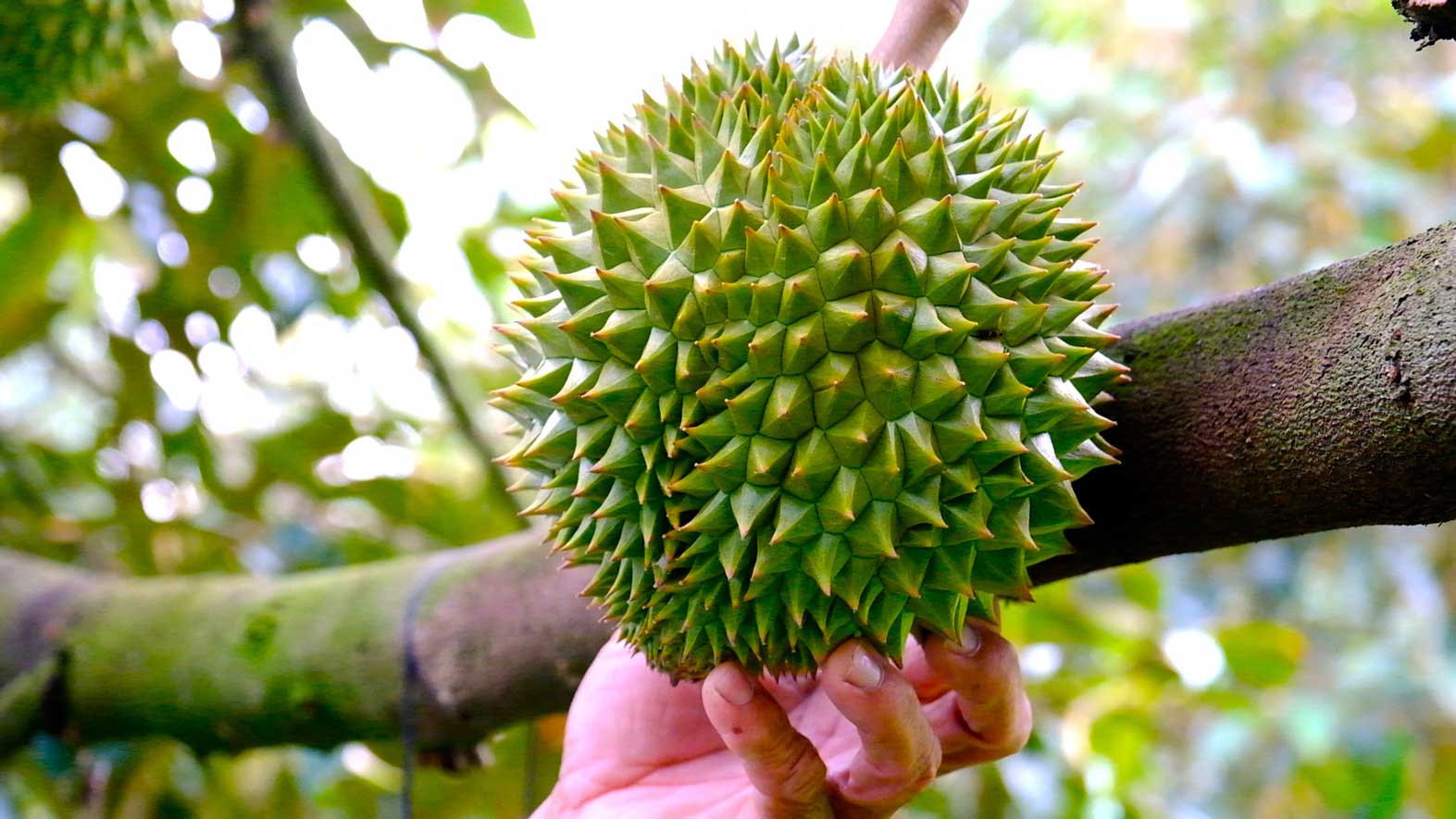La produccion verde y limpia ayuda a ampliar los mercados y a aumentar el valor de los productos agricolas