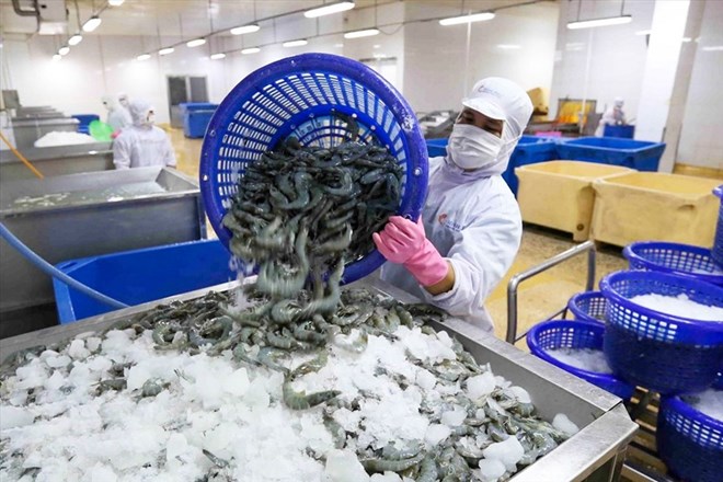 The State Bank has officially expanded the special credit program worth VND 100,000 billion for the fields of agriculture, forestry and fishery, expecting to relay millions of production households and businesses. Photo: Vasep