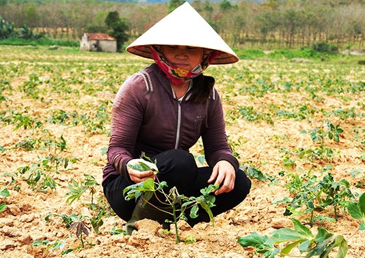 In Quang Binh, more than 1,350ha is infected with leaf mosaic. Photo: Thanh Hai