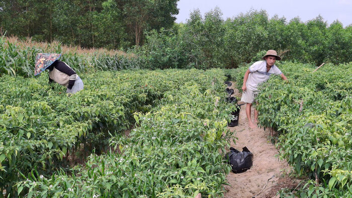 Vietnam firmo 4 cartas agricolas, 3 acuerdos ambientales con China. En la foto: Quang Ngai es actualmente una de las localidades con el area de chile mas grande del pais. Foto: Vien Nguyen