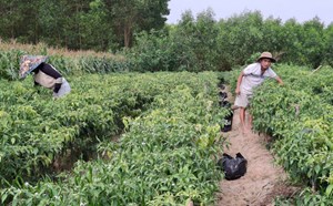 Ký các nghị định thư về xuất khẩu ớt, chanh leo, tổ yến... sang Trung Quốc