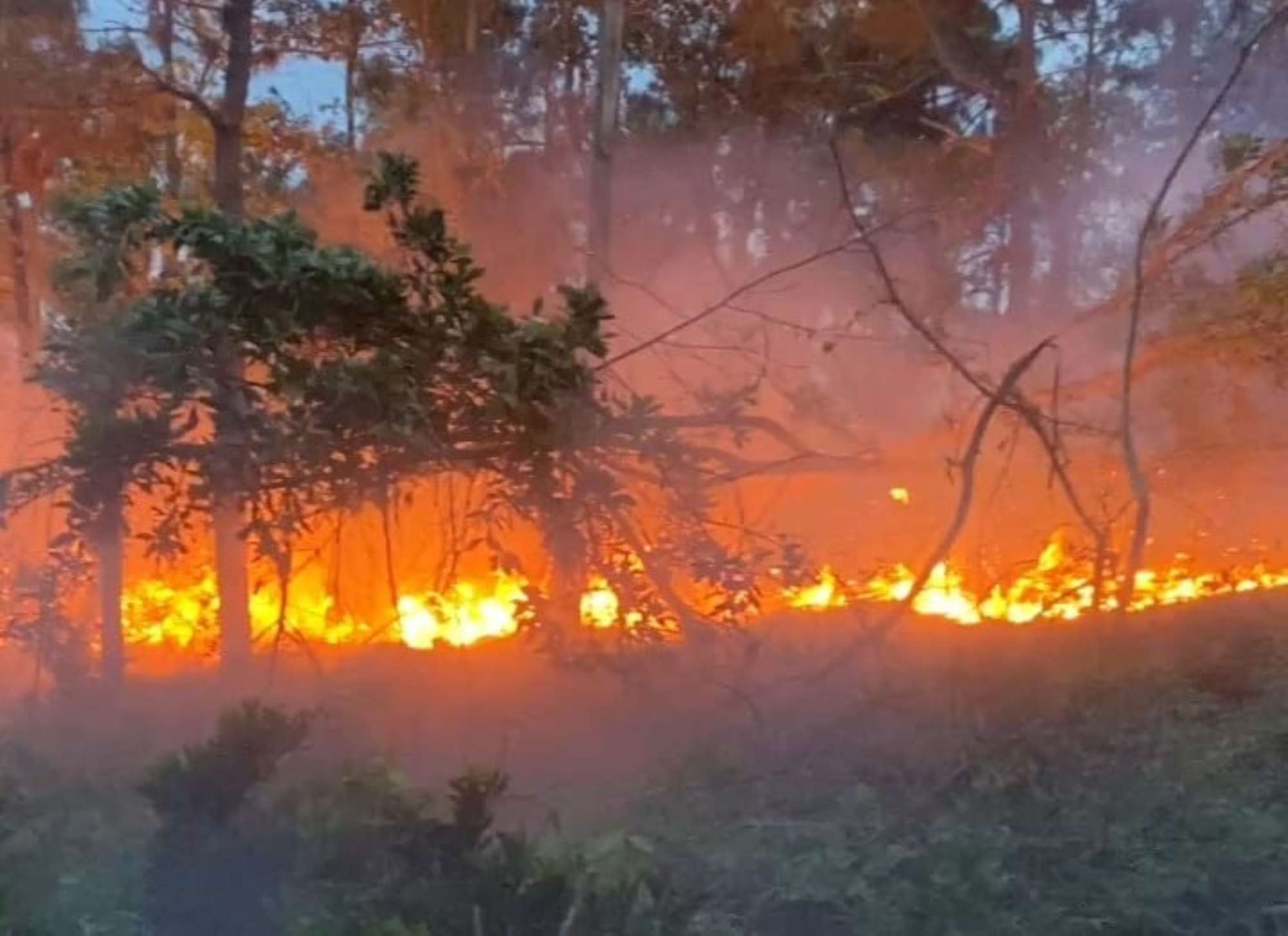 The scene of forest fire in Hai Phong occurred on April 14. 
Photo: People's Committee of Kien An District, Hai Phong