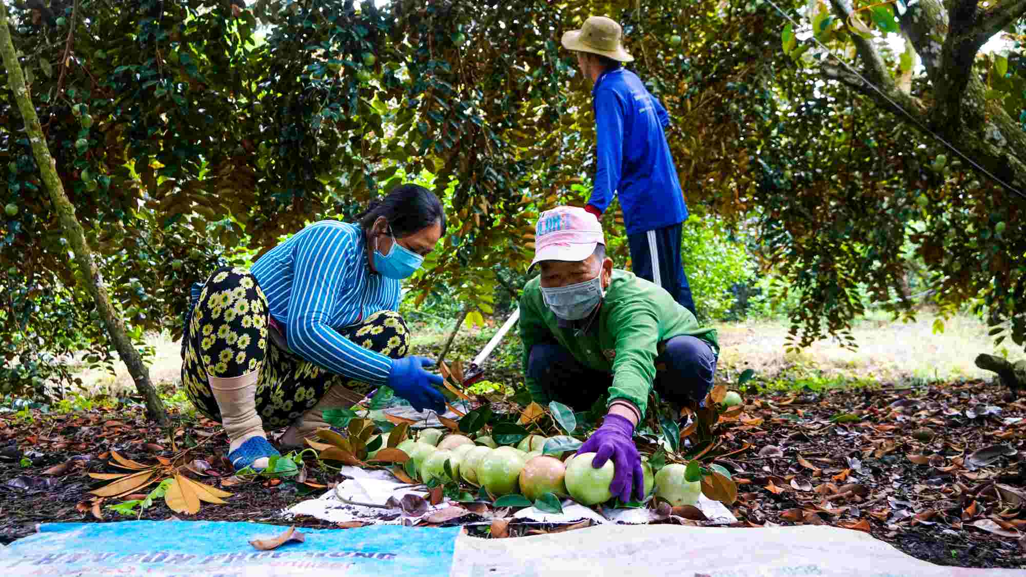 Personas en el distrito de Phong Dien, pueden cosechar la leche materna. Foto: Ta Quang