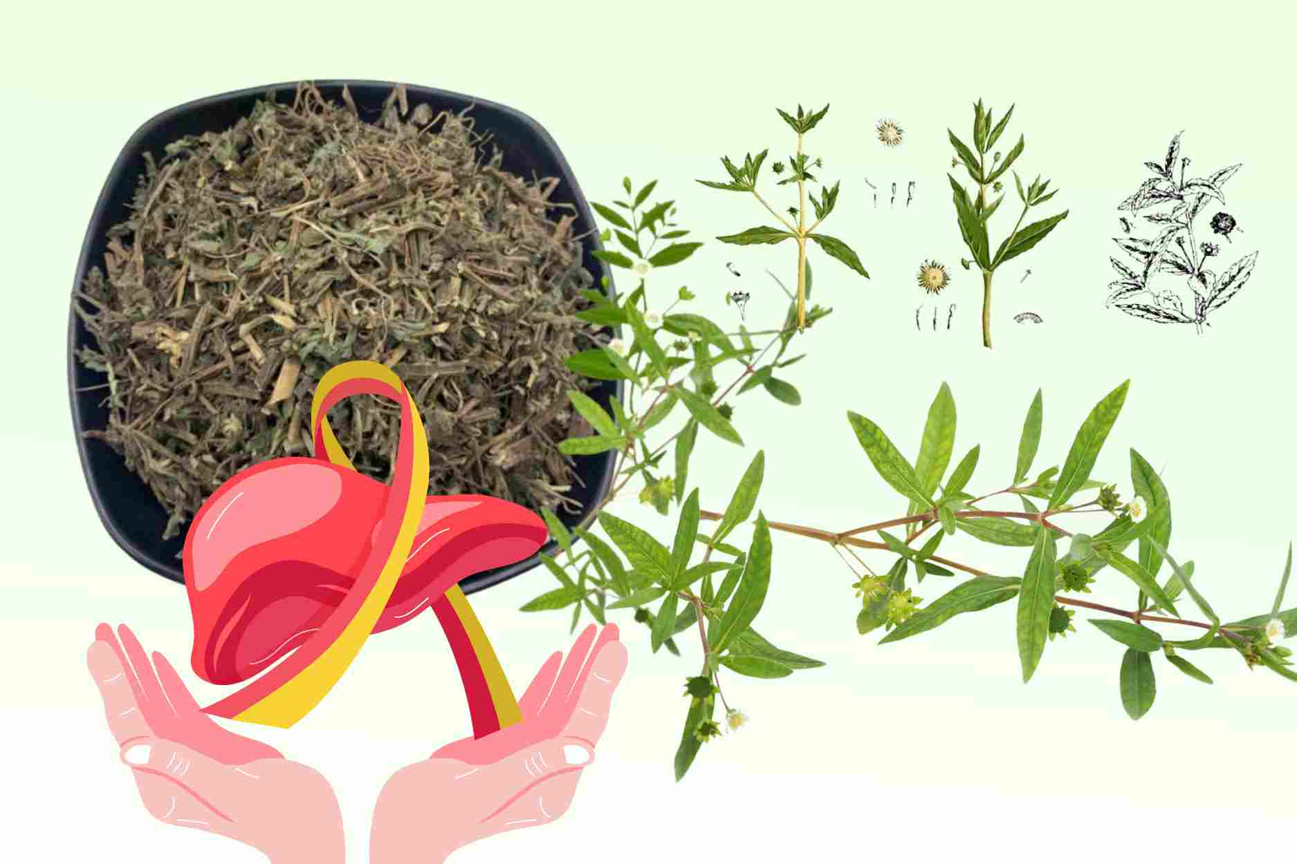 El secreto de la hierba de la calle que desintoxica el higado y regula la presion arterial