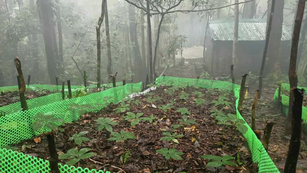 Un jardin de ginseng en medio de las montañas Kon Tum. Foto: Thanh Tuan