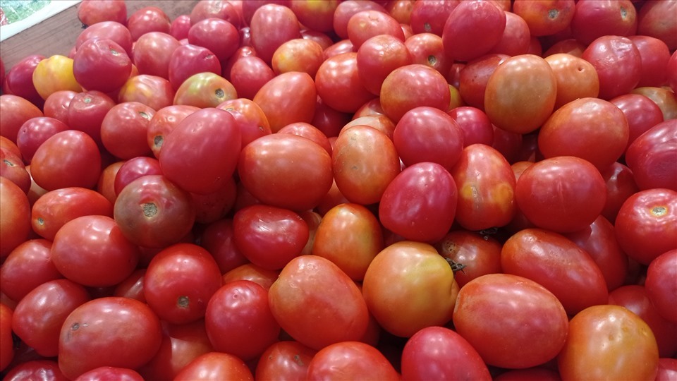 Los tomates son ricos en antioxidantes, buenos para los mayores de 50 años. Imagen: El limpio
