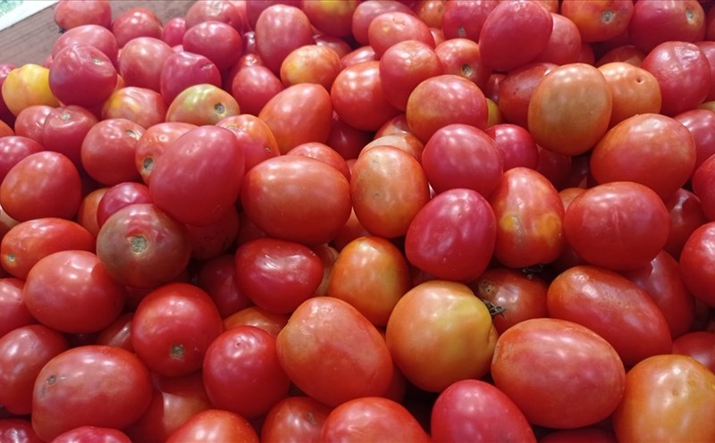 Tomatoes are rich in antioxidants, good for people over 50 years old. Photo: Thanh Thanh