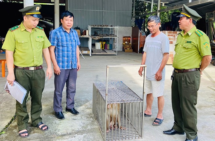 The rare and precious pig-tailed macaque is handed over by people. Photo: Tuyen Hoa Forest Protection Department