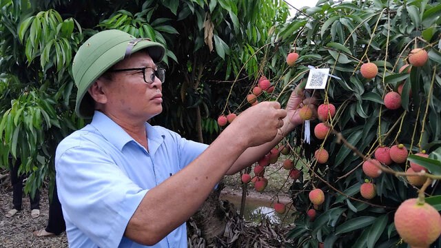 Hai Duong promotes the export of lychee with 198 codes of planting areas. Photo: Character provided