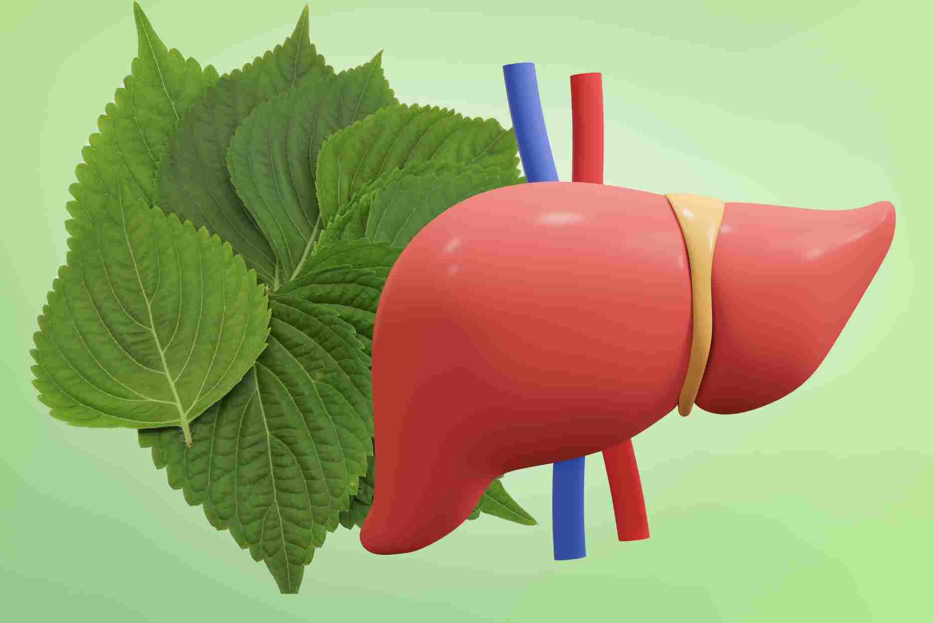 Las hojas naturales tienen efectos nutritivos en el higado, reducen el acido urico despues de la exposicion seca
