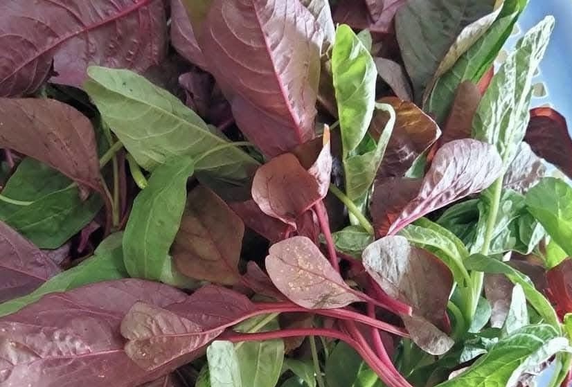 When processed properly, amaranth is said to be able to support Nots for diabetes. Photo: Kieu Vu