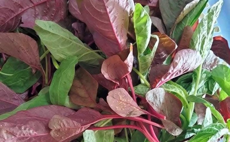 When processed properly, amaranth is said to be able to support Nots for diabetes. Photo: Kieu Vu