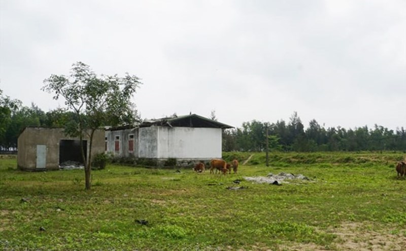 The experimental farm and Xuan Pho seafood variety production have "dyed" early and have been abandoned for many years. Photo: Tran Tuan.