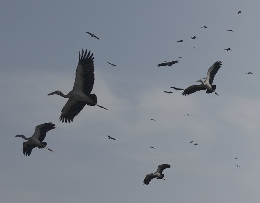 Cientos de ejemplares de la raza Squirrel aparecieron en Quang Binh.