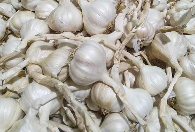 Eating two cloves of garlic every morning can be a valuable addition to a healthy diet. Photo: Kieu Vu