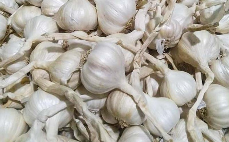 Eating two cloves of garlic every morning can be a valuable addition to a healthy diet. Photo: Kieu Vu
