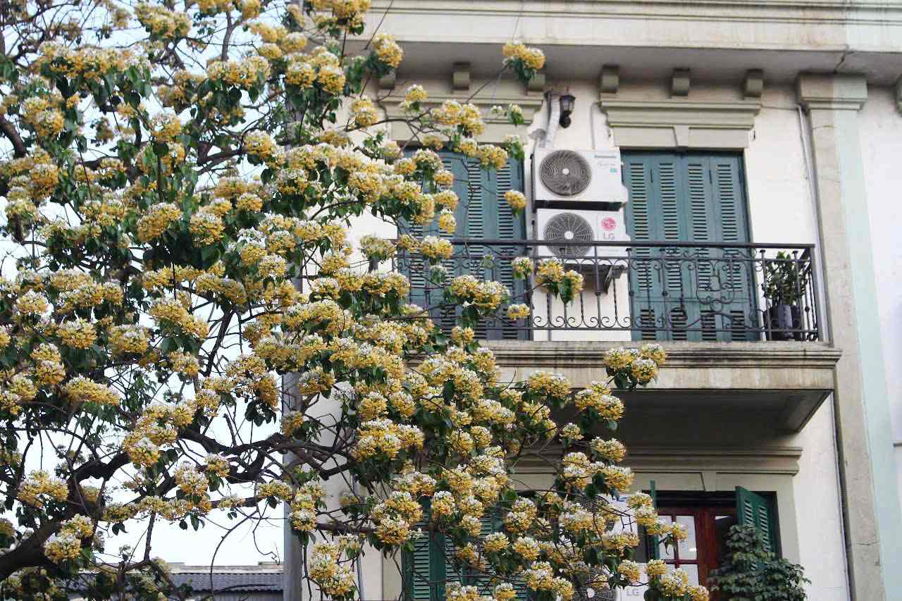 Tan hoa mem mai, toa mui thom diu mat vuon den nhung o cua so gan do. 