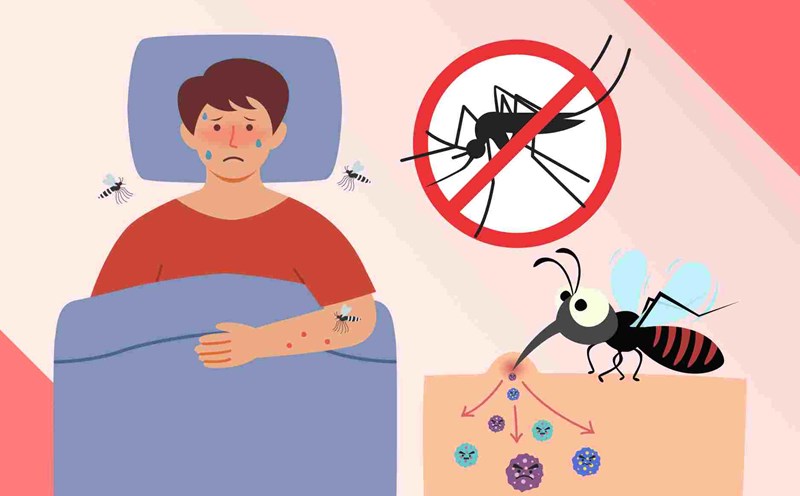 Flies are one of the main causes of dengue fever. Illustrative photo: Board