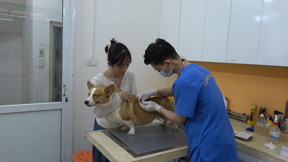 Rabies increases in the dry season, warning of the "golden time" for vaccination