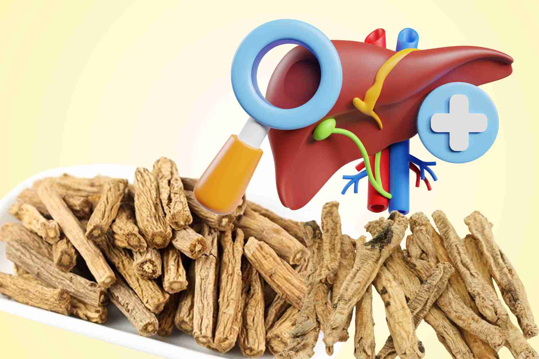 4 reasons to use ginseng to nourish the body and protect the liver
