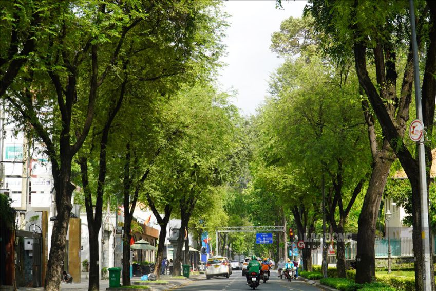 Green tamarind shops in Ho Chi Minh City. Photo: Thanh Chan