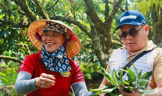 Du khách tham quan, trải nghiệm hái vải tại vườn. Ảnh: Nguyễn Thúy