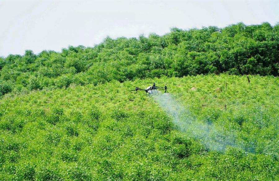 Tan Ky district hired drones to spray pesticides to measure the damage to acacia forests. Photo: Cam Tu