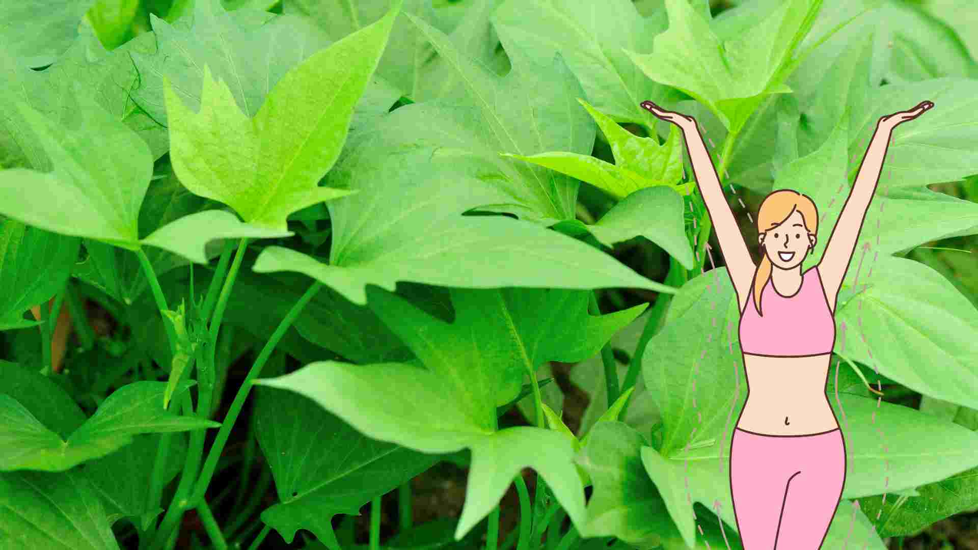 Sweet potato leaves help detoxify the body and burn excess fat. Graphics: Ha May