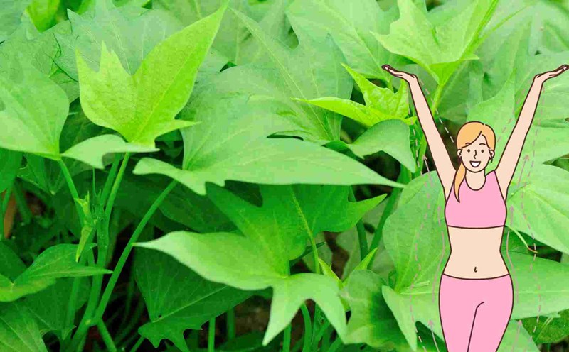 Sweet potato leaves help detoxify the body and burn excess fat. Graphics: Ha May