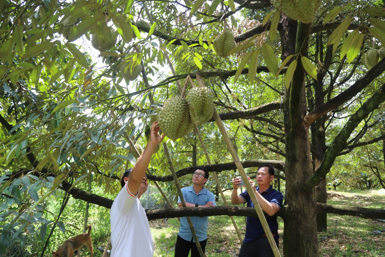 Durian is grown in Lam Dong. Photo: Lam Hong