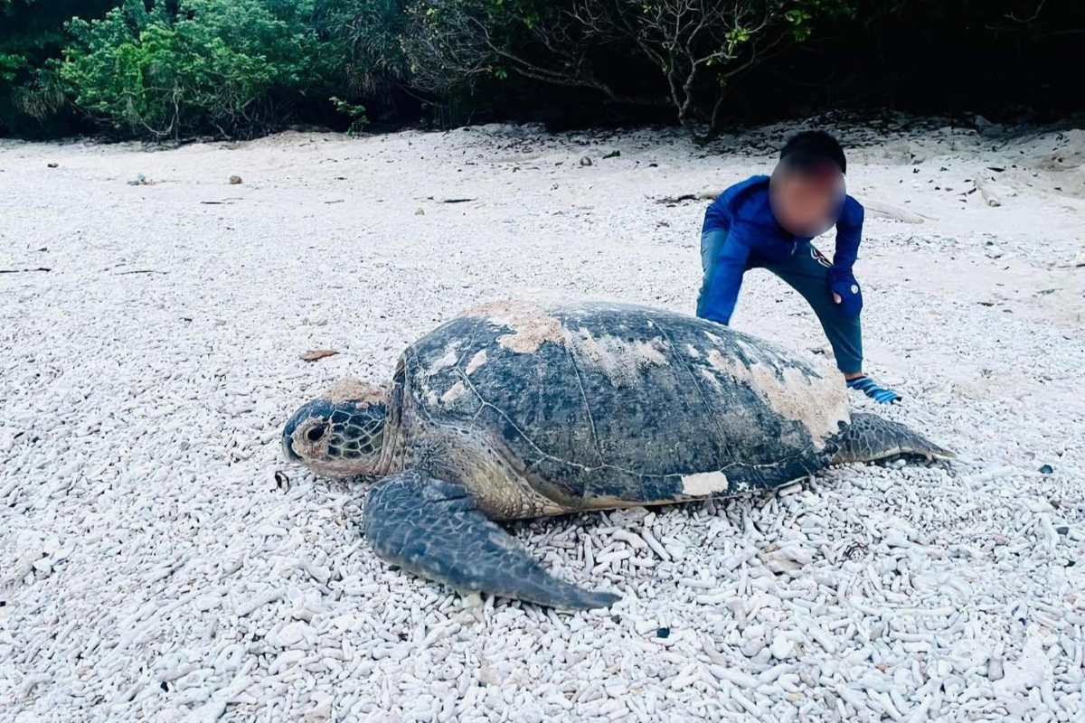 Young visitors watch sea turtles come ashore to lay eggs in Con Dao. Photo: VQG
