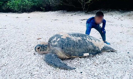 Khách nhí xem rùa biển lên bờ đẻ trứng tại Côn Đảo. Ảnh: VQG