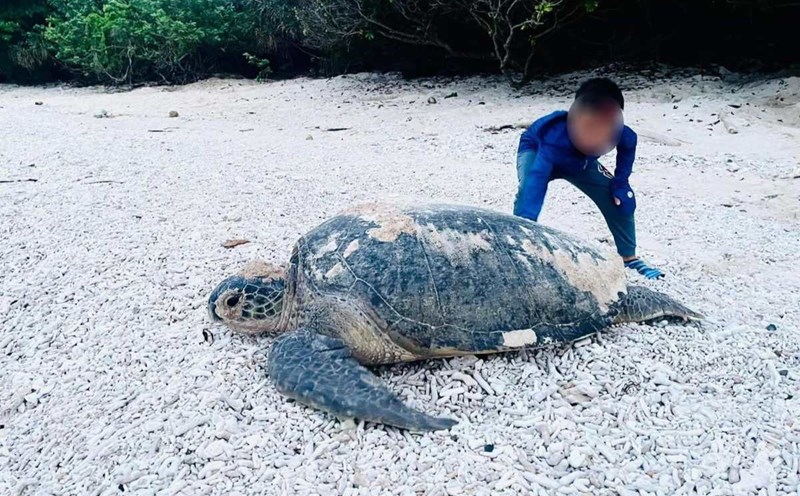 Young visitors watch sea turtles come ashore to lay eggs in Con Dao. Photo: VQG