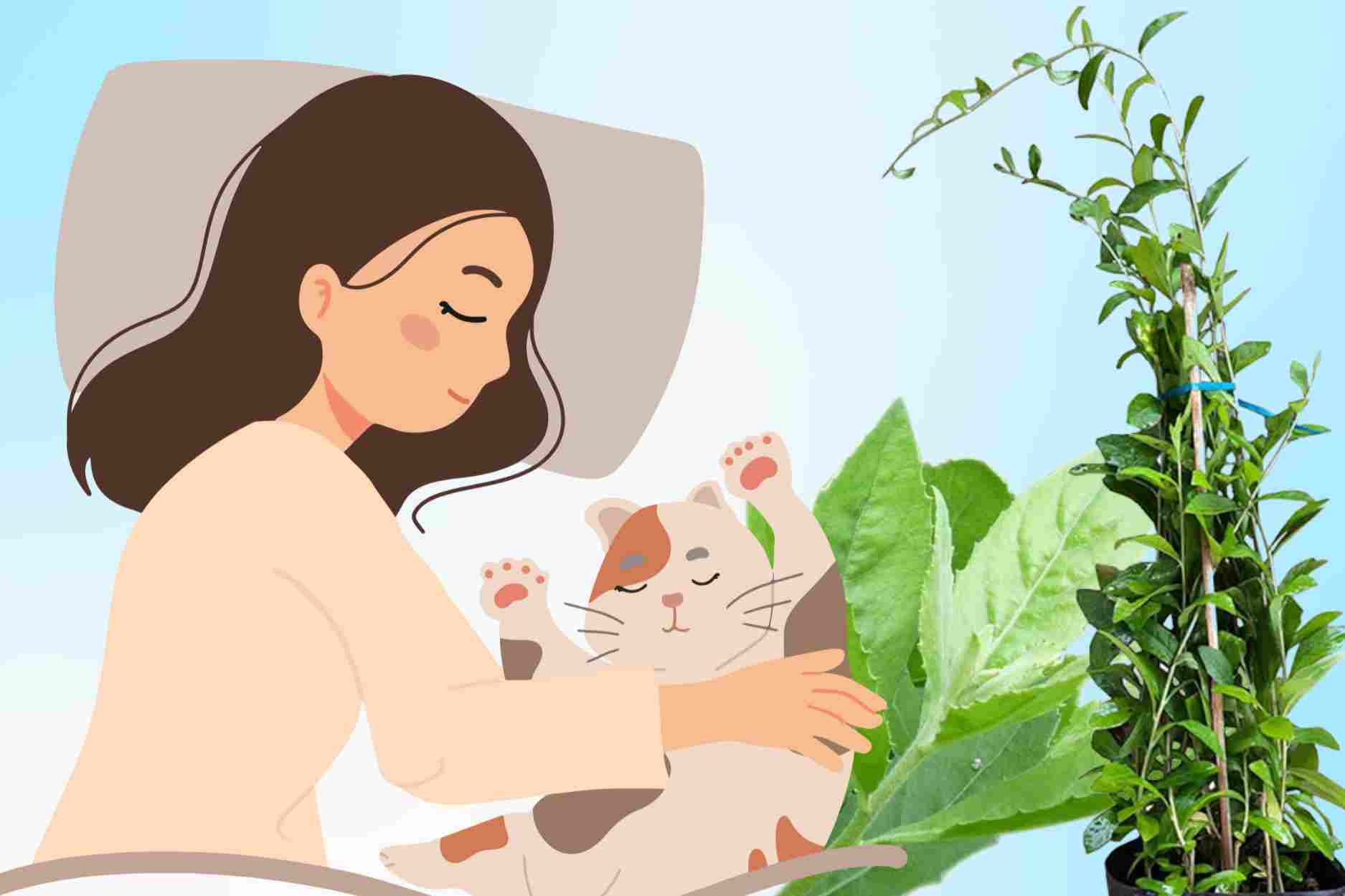 Decoding the medicinal herb for freckling chrysanthemums to support arthritis and insomnia