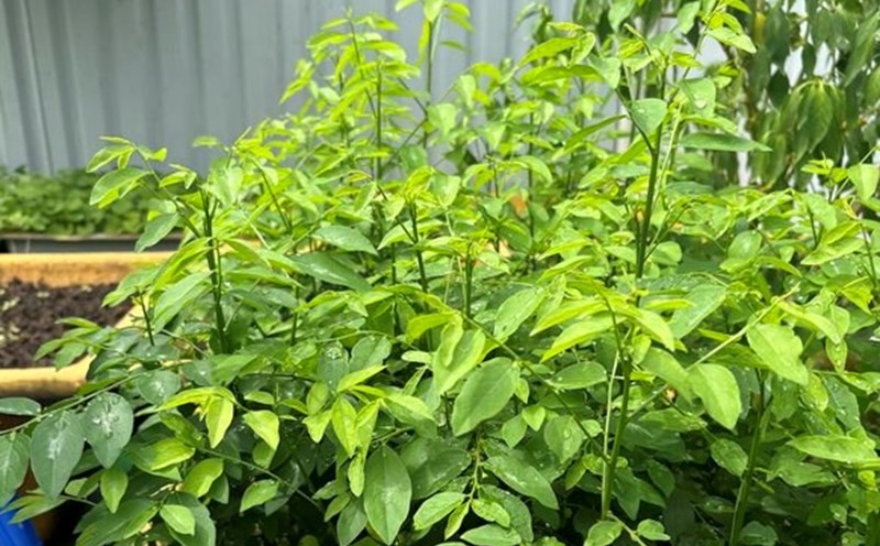 Lean Malabar spinach soup is a simple, easy-to-cook dish that has many benefits for liver recovery. Illustrative photo: Thuy Duong.