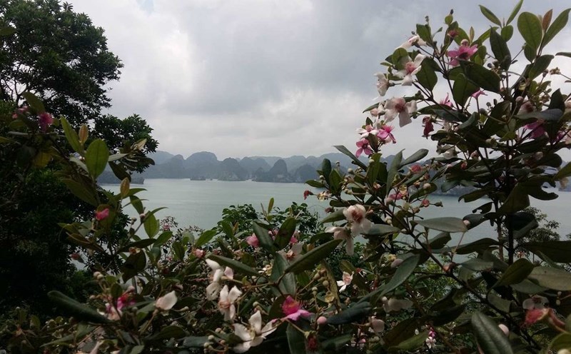 Soi Sim Island, Ha Long Bay. Photo: Nguyen Hung