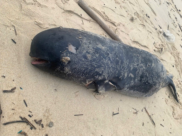 Un cuerpo de ballena fue arrastrado a la costa de Quang Binh. Imagen de la imagen: