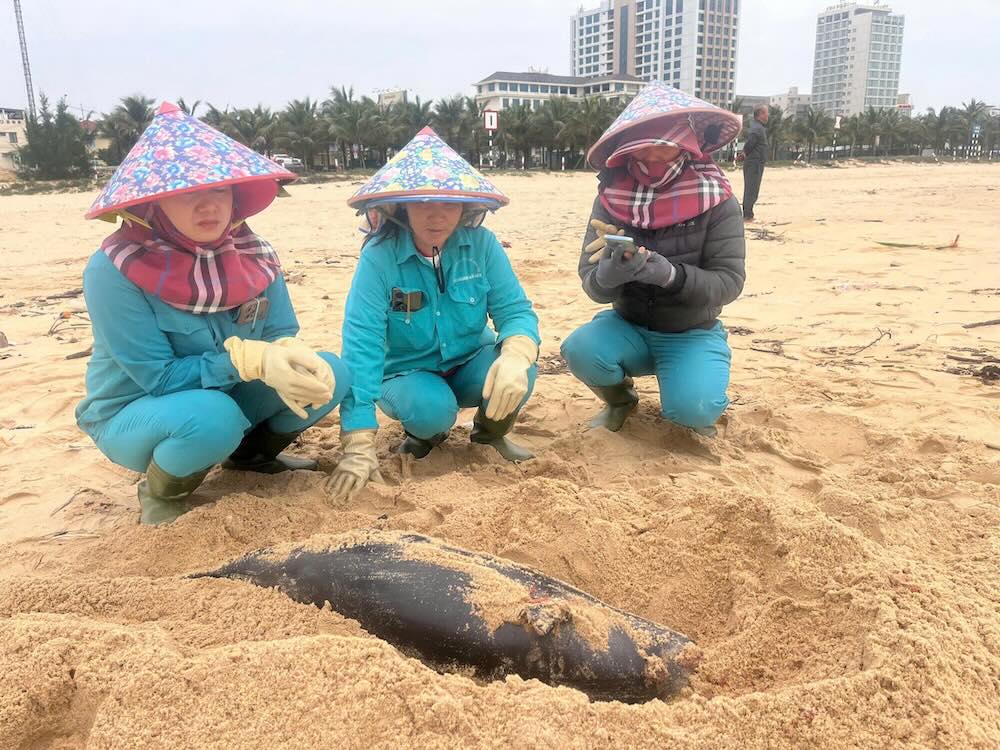 The whale's remains drifted ashore in Quang Binh province. Photo: Hoang Xuan
