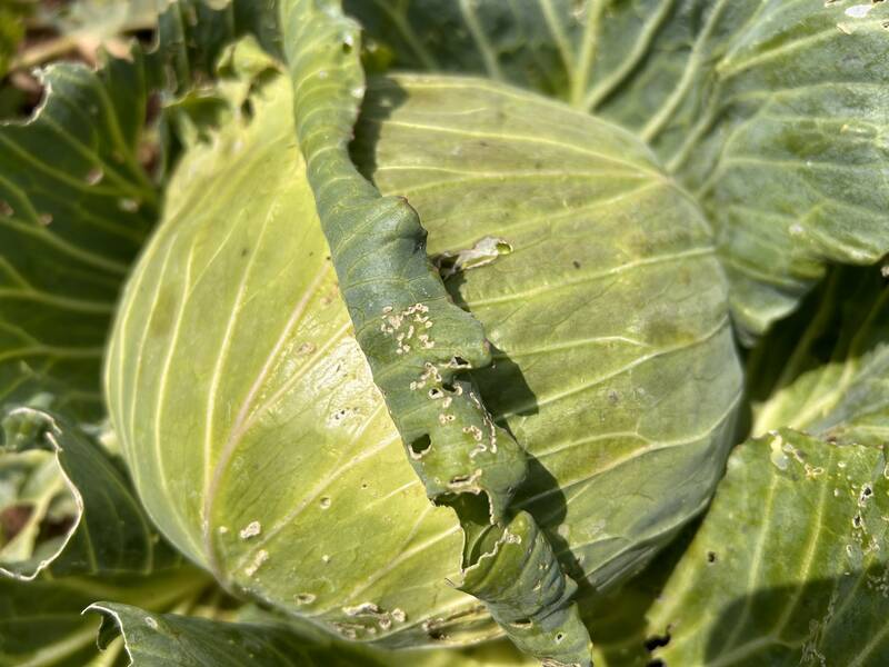 El repollo contiene calcio, ayuda a perder peso. Imagen: Bajo las nubes