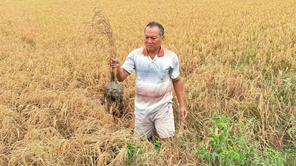 The rice area died abnormally next to the Can Tho - Ca Mau expressway. Photo: Yen Phuong