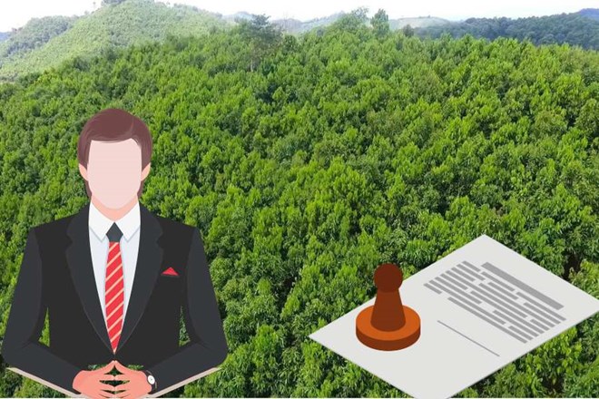 Production forest land is a type of agricultural land. Graphics: Linh Trang